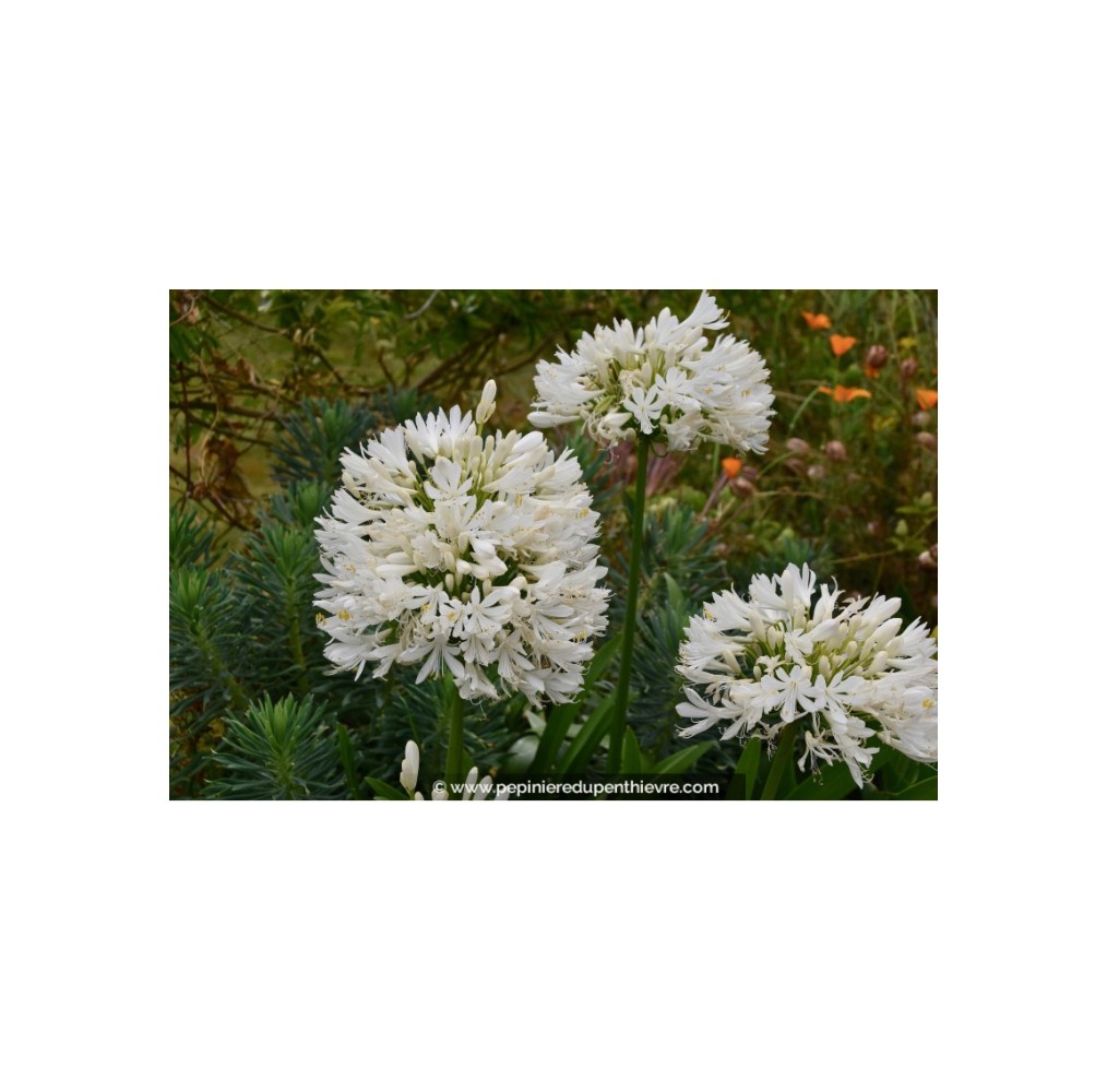 Agapanthe blanche Albus | AgriArtisan