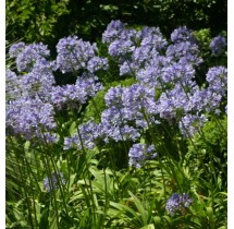 Agapanthe bleue | AgriArtisan
