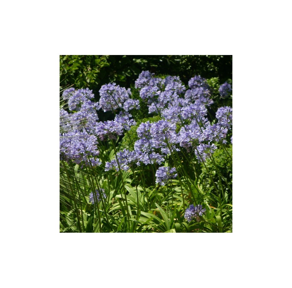 Agapanthe bleue | AgriArtisan