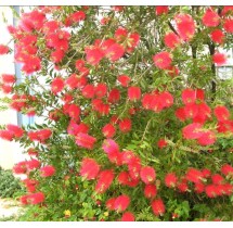 Rince-bouteille Callistemon laevis | AgriArtisan