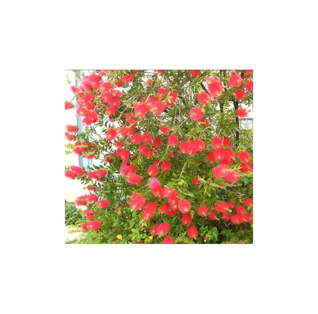 Rince-bouteille Callistemon laevis | AgriArtisan