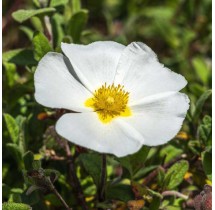Ciste des Corbières | AgriArtisan