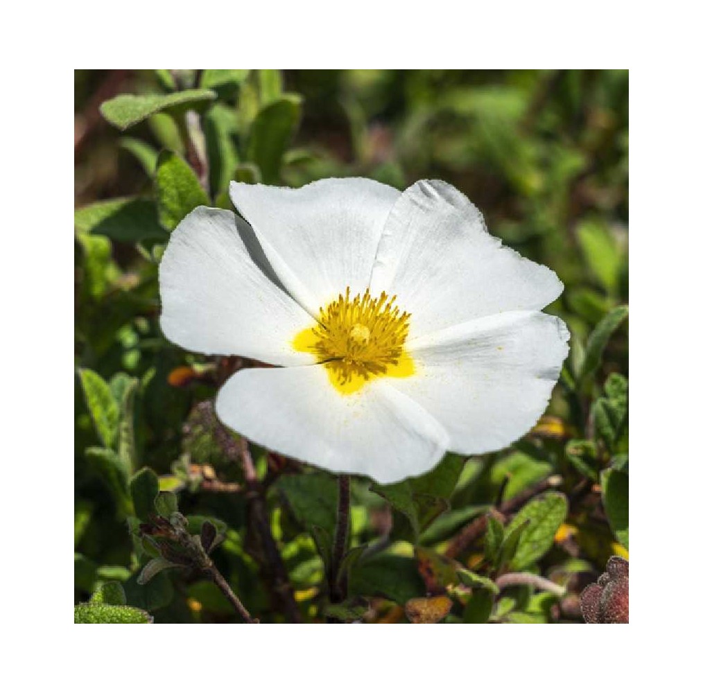 Ciste des Corbières | AgriArtisan
