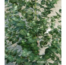 Eucalyptus crenulata | AgriArtisan