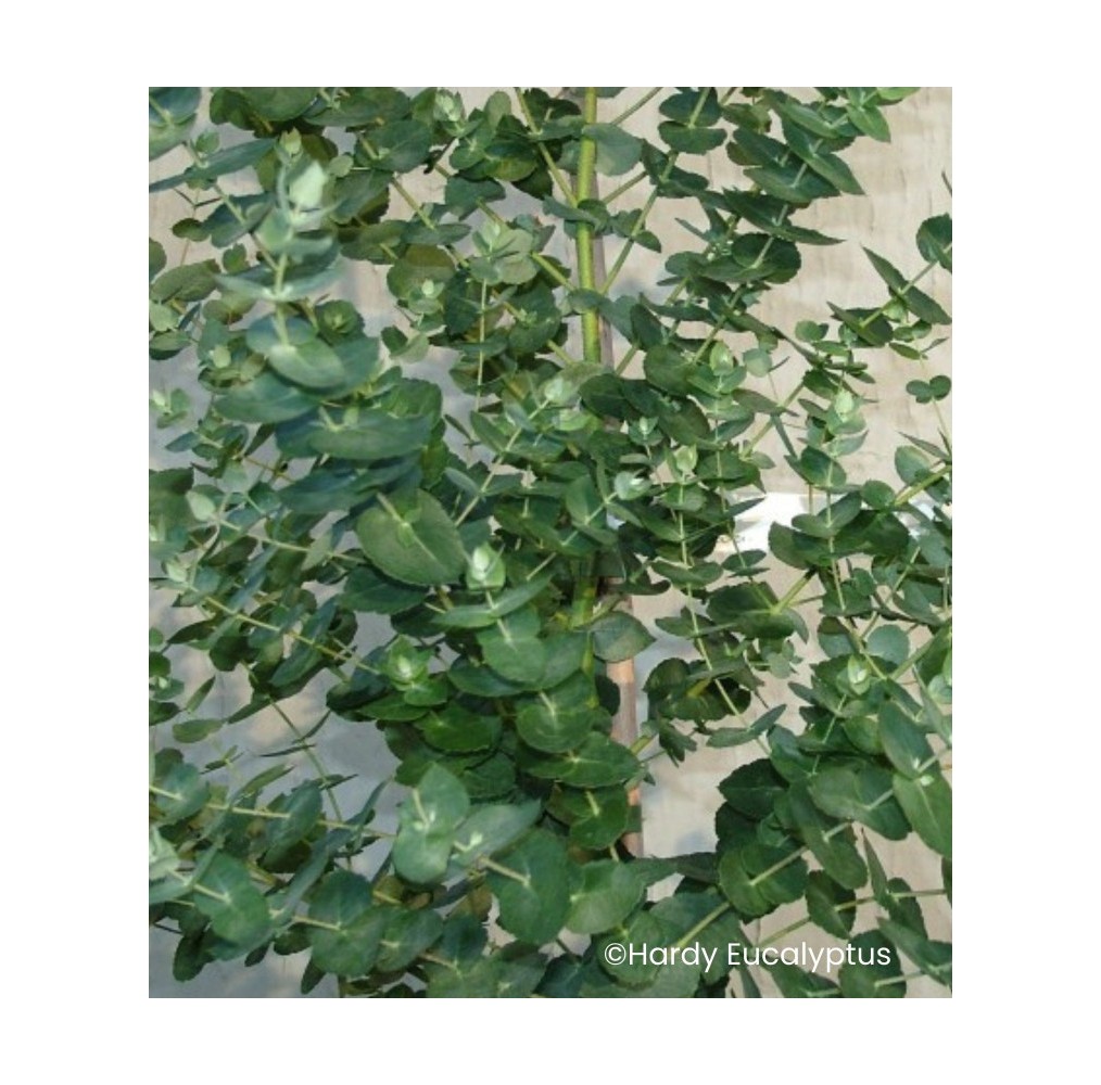 Eucalyptus crenulata | AgriArtisan