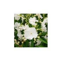 Laurier-rose Album Plenum | AgriArtisan