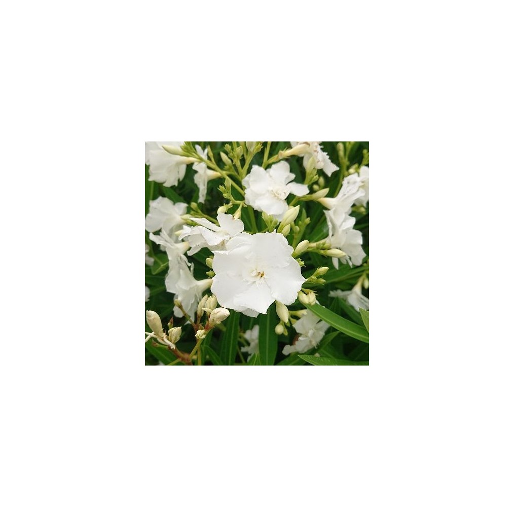 Laurier-rose Album Plenum | AgriArtisan