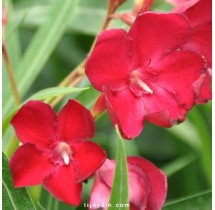 Laurier-rose Émile Sahut | AgriArtisan