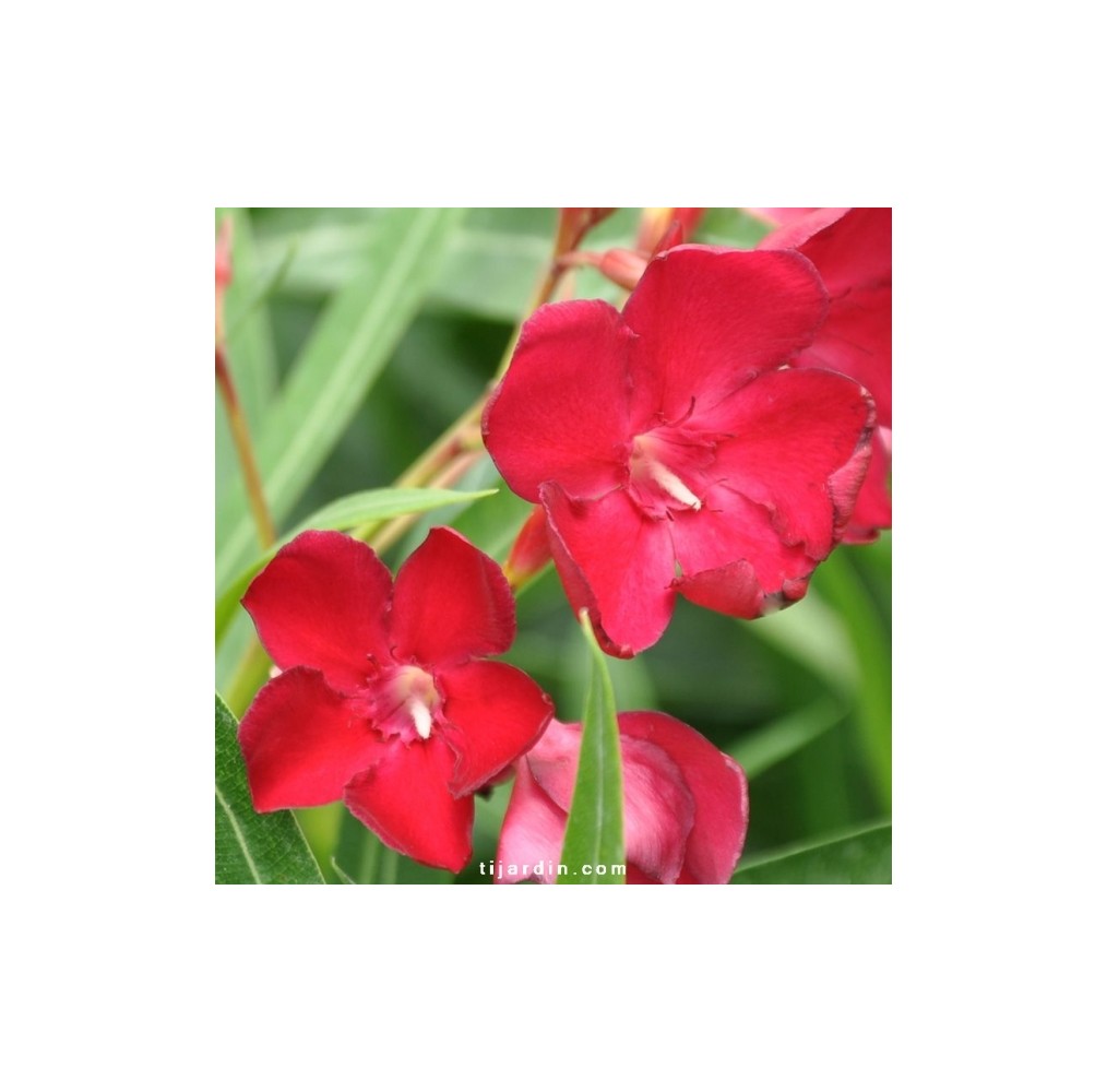 Laurier-rose Émile Sahut | AgriArtisan