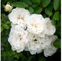 Rosier White Fairy | AgriArtisan