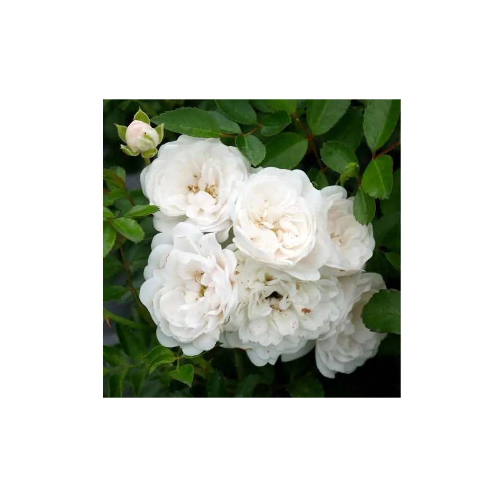 Rosier White Fairy | AgriArtisan