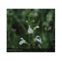 Sauge arbustive blanche Alba | AgriArtisan