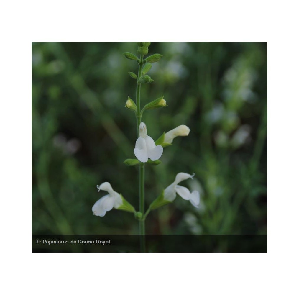 Sauge arbustive blanche Alba | AgriArtisan