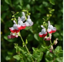 Sauge Hot Lips | AgriArtisan