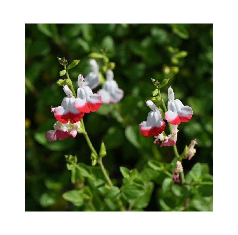 Sauge Hot Lips | AgriArtisan