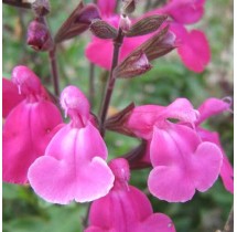 Sauge Pink Blush | AgriArtisan