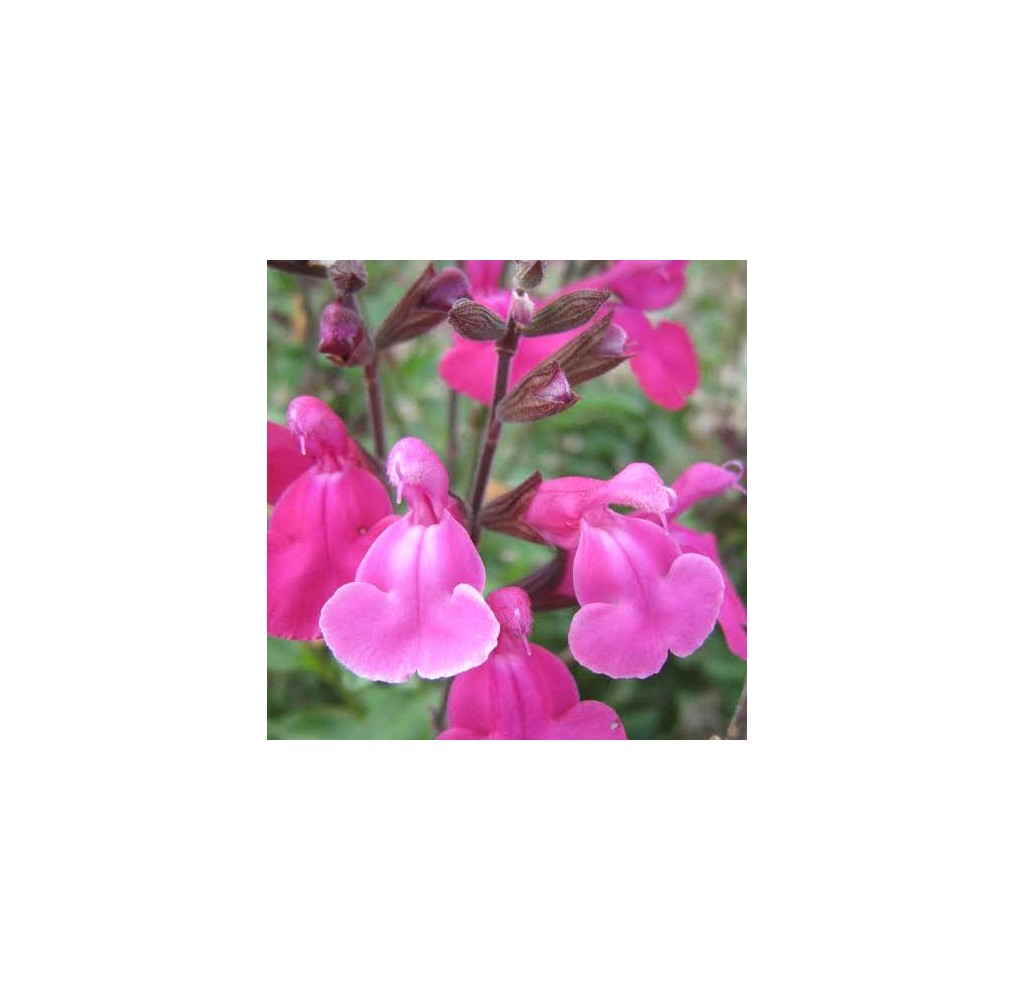 Sauge Pink Blush | AgriArtisan