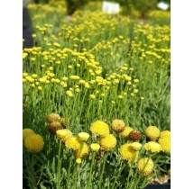 Santoline argentée | AgriArtisan