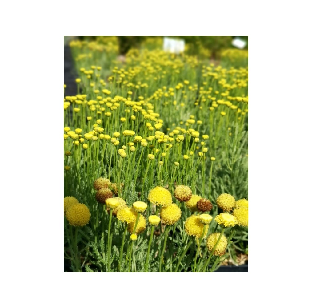 Santoline argentée | AgriArtisan