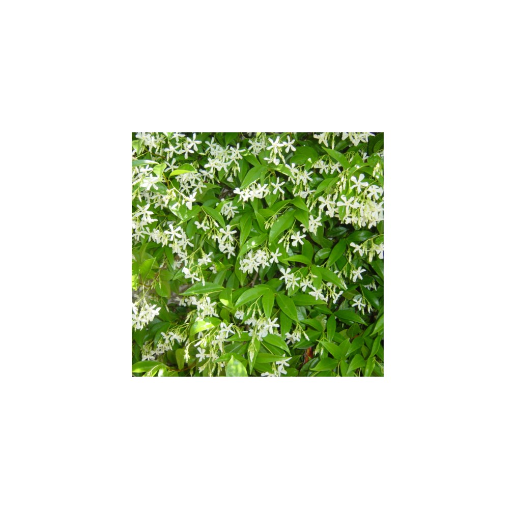 Jasmin étoilé | AgriArtisan