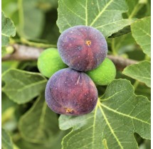 Figuier Pastilière | AgriArtisan