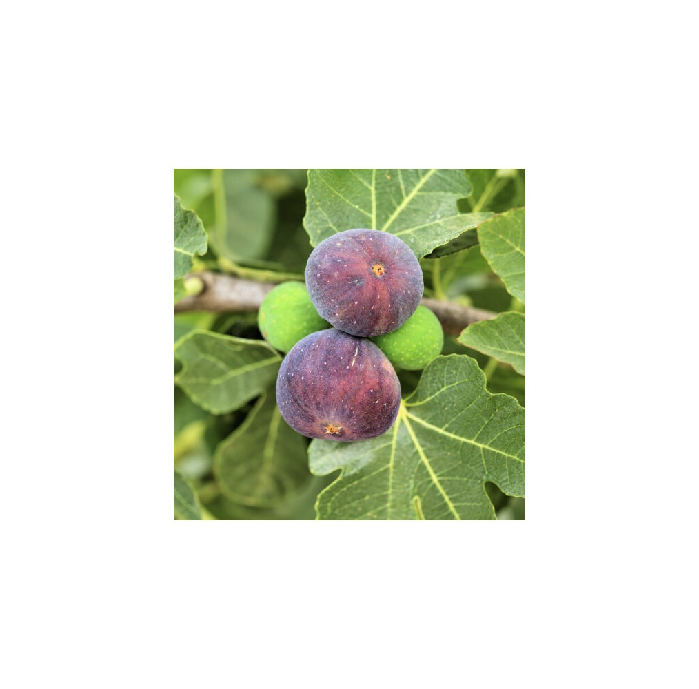 Figuier Pastilière | AgriArtisan
