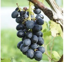 Vigne Alphonse Lavallée – raisin noir | AgriArtisan