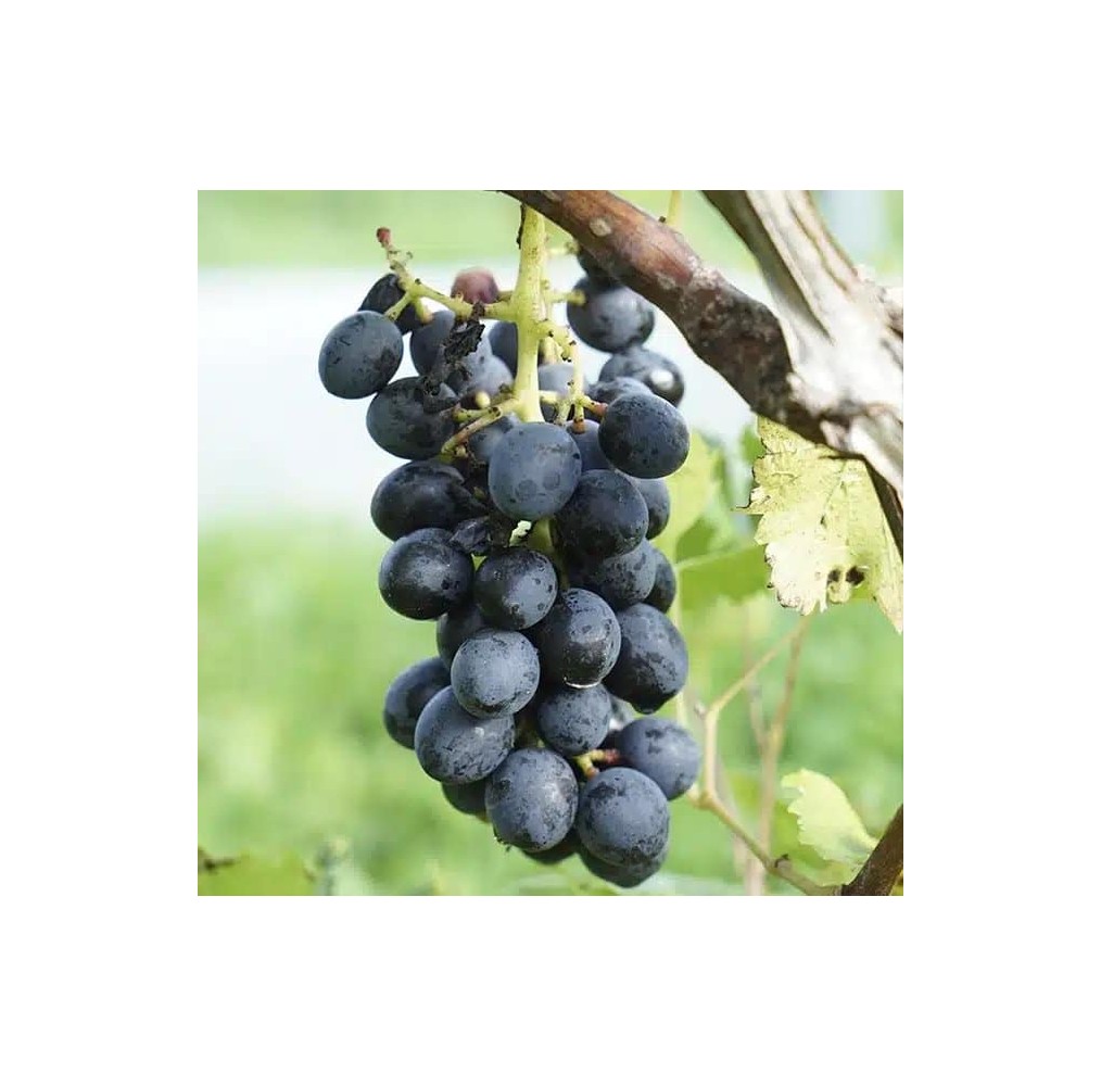 Vigne Alphonse Lavallée – raisin noir | AgriArtisan