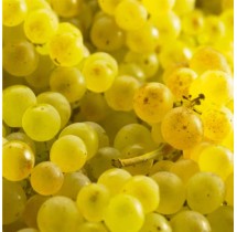 Vigne Chasselas Doré – raisin blanc | AgriArtisan