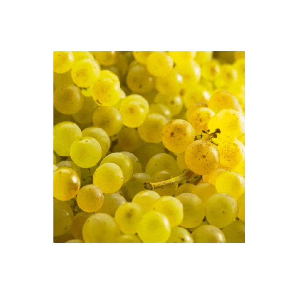 Vigne Chasselas Doré – raisin blanc | AgriArtisan