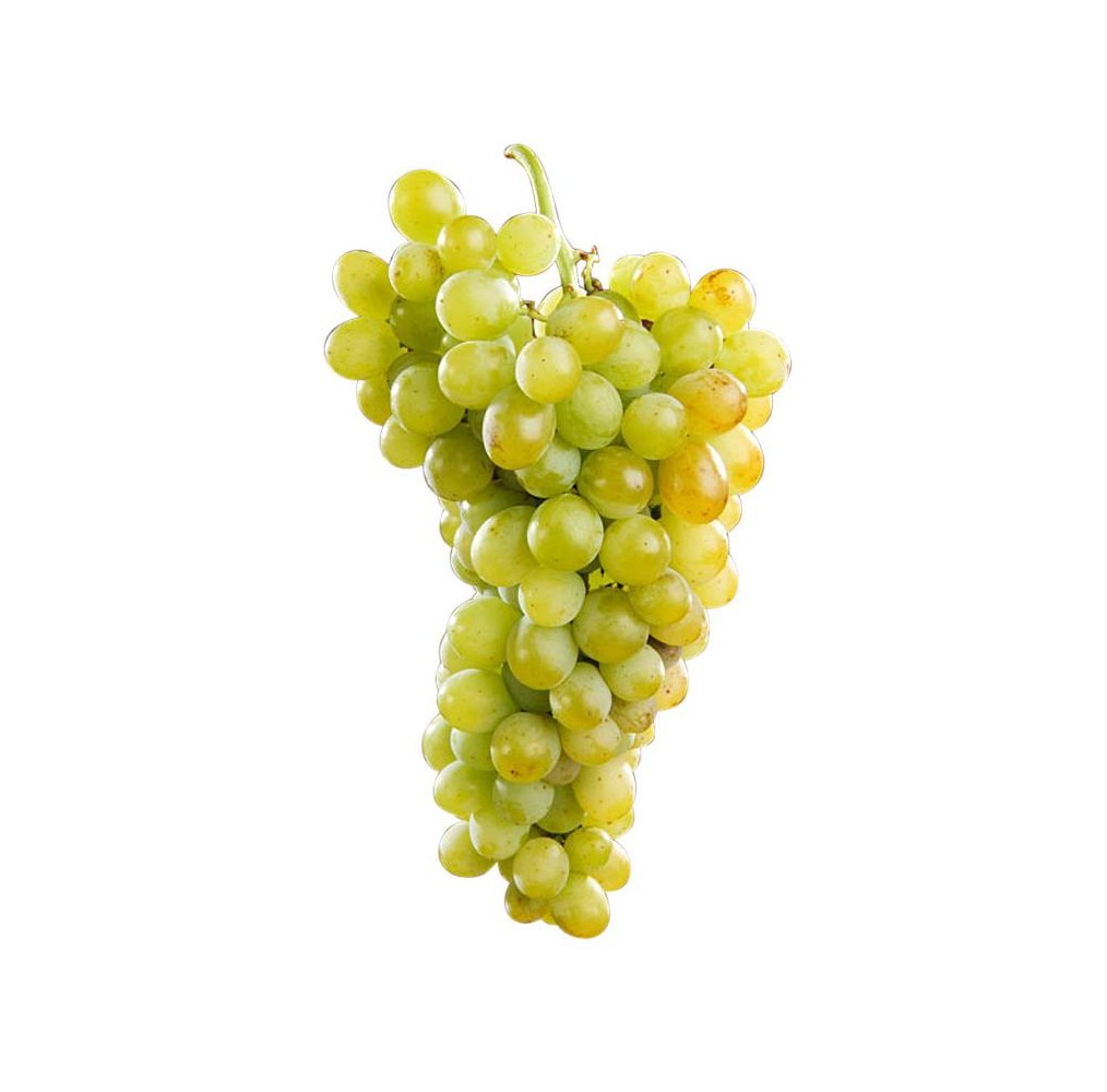 Vigne Muscat d’Alexandrie – raisin blanc | AgriArtisan