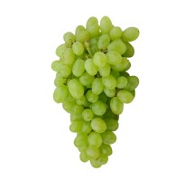 Vigne Regal – raisin blanc sans pépins | AgriArtisan