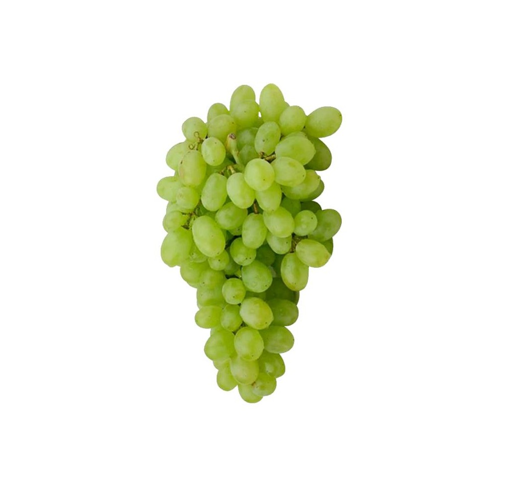 Vigne Regal – raisin blanc sans pépins | AgriArtisan