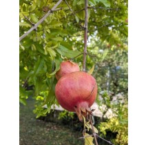Grenadier Provence | AgriArtisan