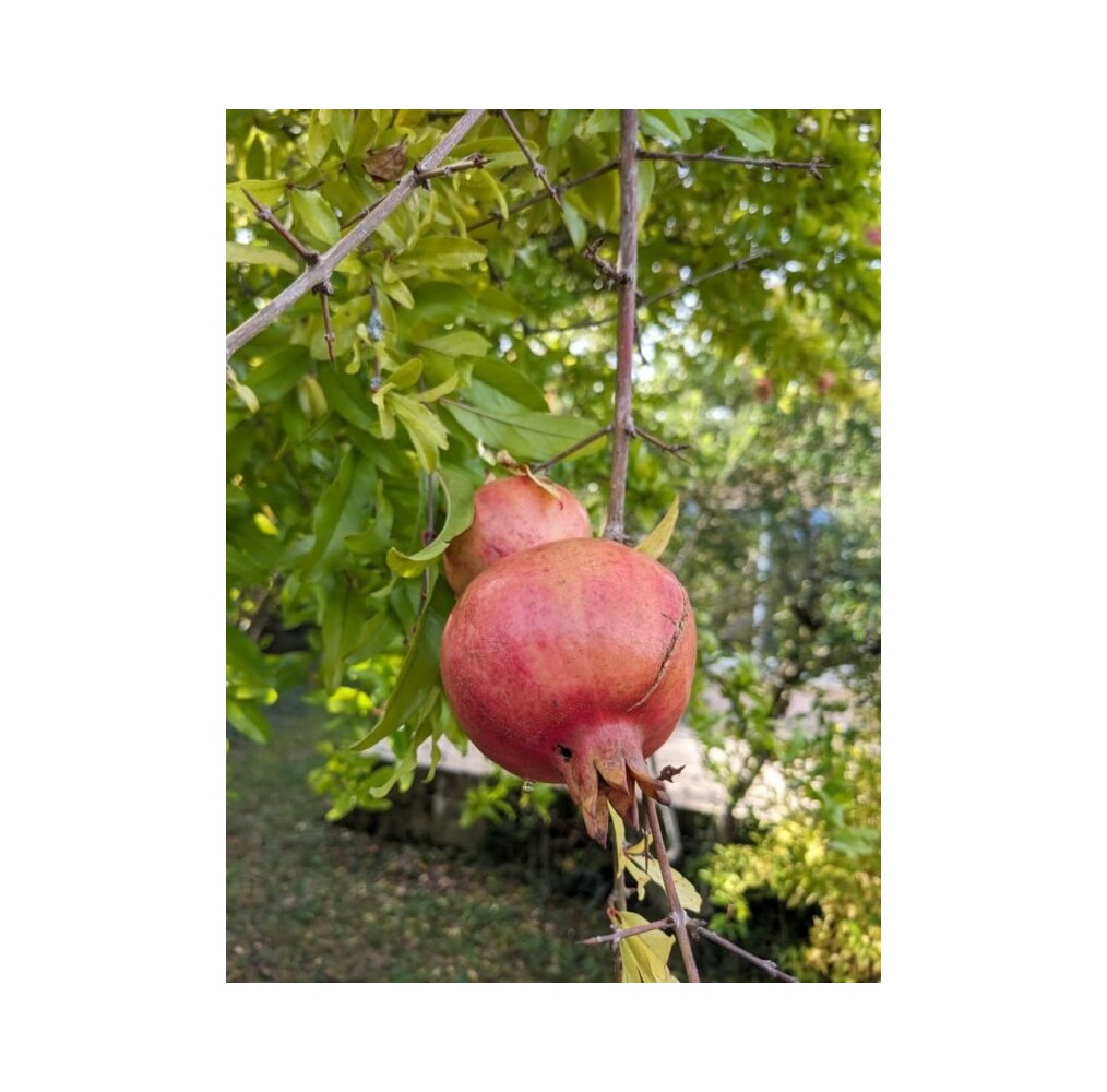 Grenadier Provence | AgriArtisan