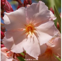 Laurier-rose Provence | AgriArtisan