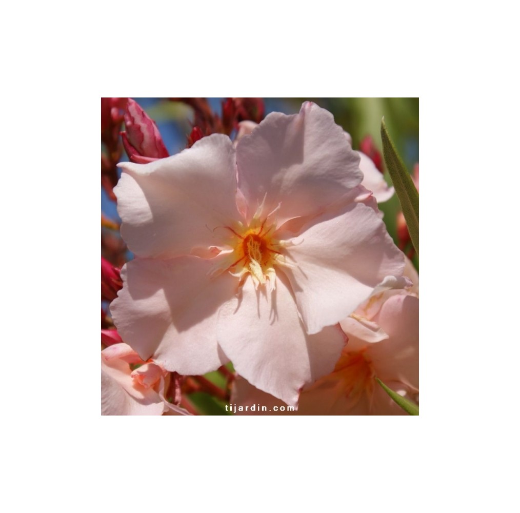 Laurier-rose Provence | AgriArtisan