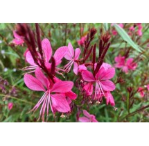 Gaura Red Color | AgriArtisan