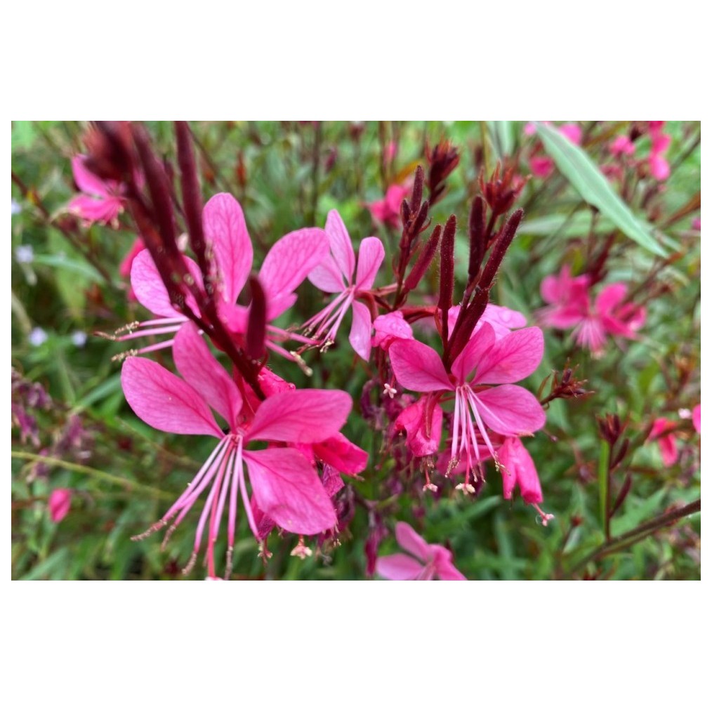 Gaura Red Color | AgriArtisan