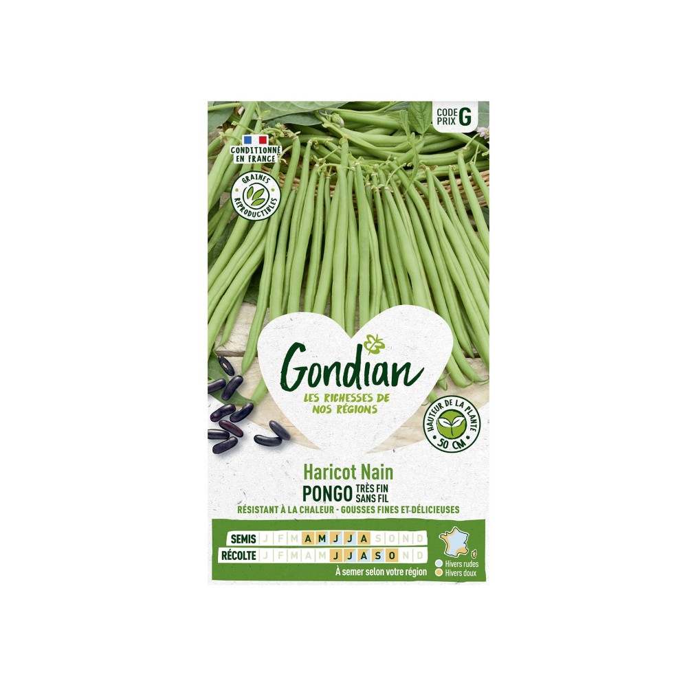 Haricot Pongo Gondian – Gousses longues, variété naine, sachet 0,17 kg
