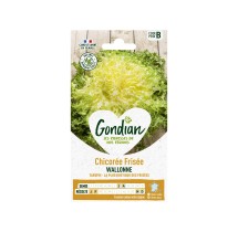 Chicorée frisée Wallonne Gondian – graines