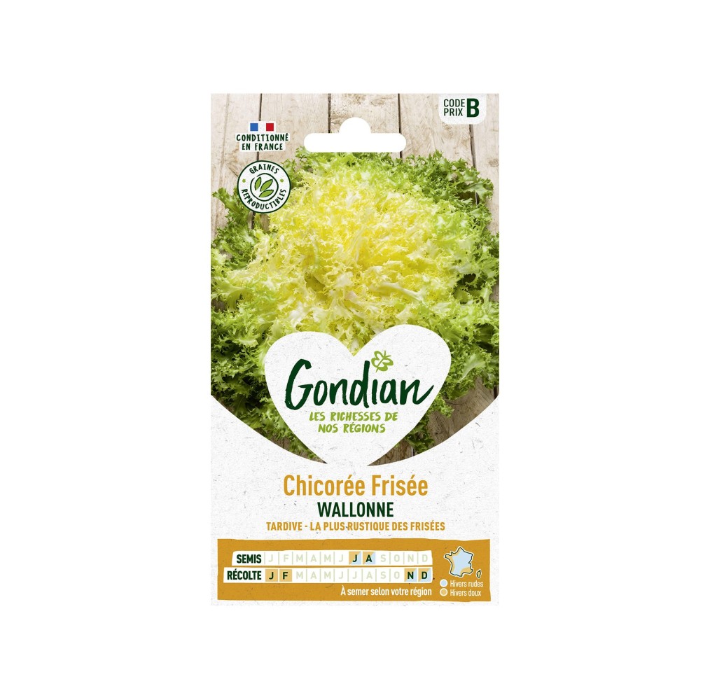 Chicorée frisée Wallonne – Graines Gondian