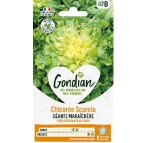 Chicorée Scarole Géante Maraîchère – Graines Gondian