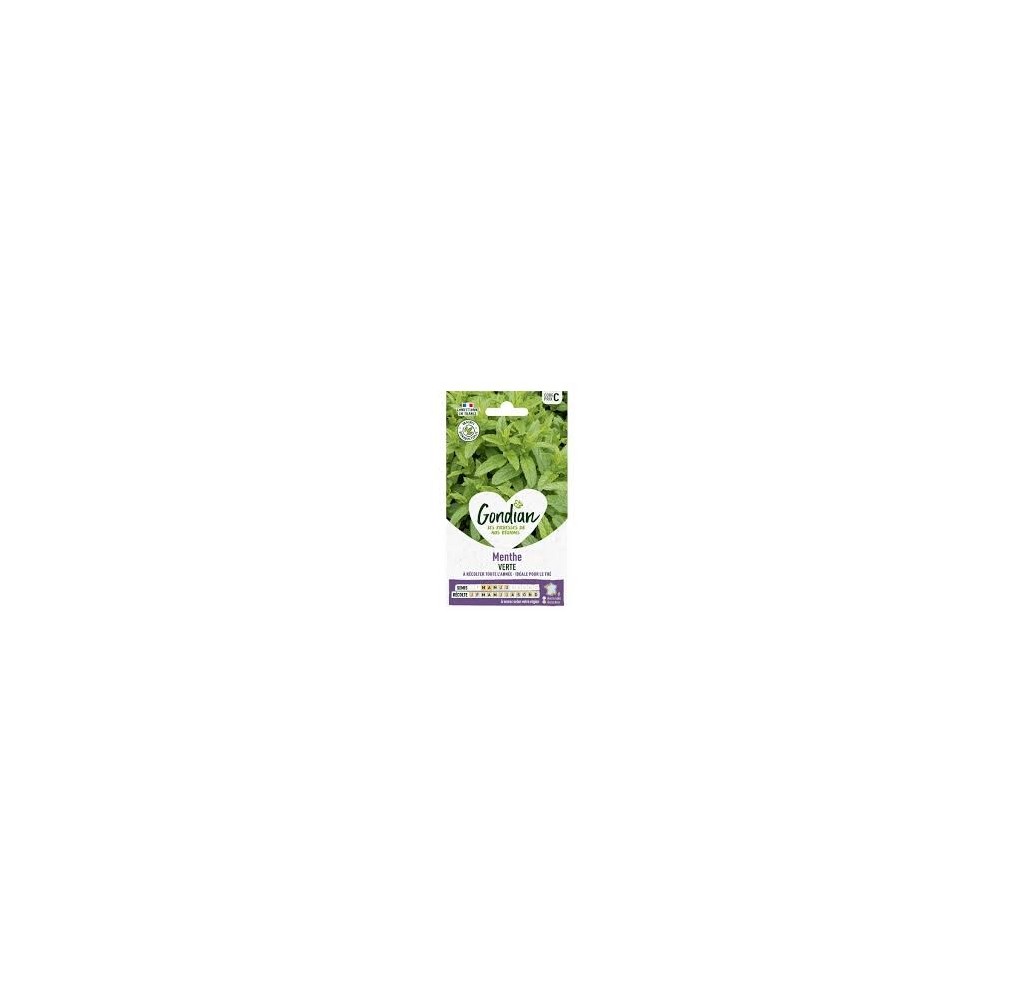 Menthe verte Gondian – graines aromatiques