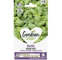 Basilic Grand Vert Gondian – graines aromatiques