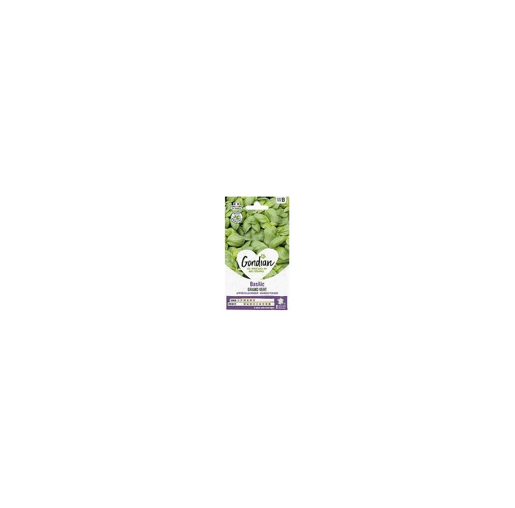Basilic Grand Vert Gondian – graines aromatiques