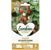 Fraisier 4 Saisons – Graines Gondian