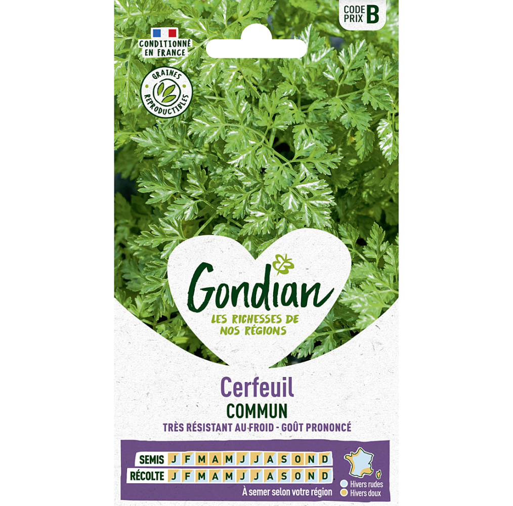 Cerfeuil Commun – Graines Gondian