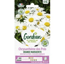 Chrysanthème Marguerite Blanche – Graines Gondian