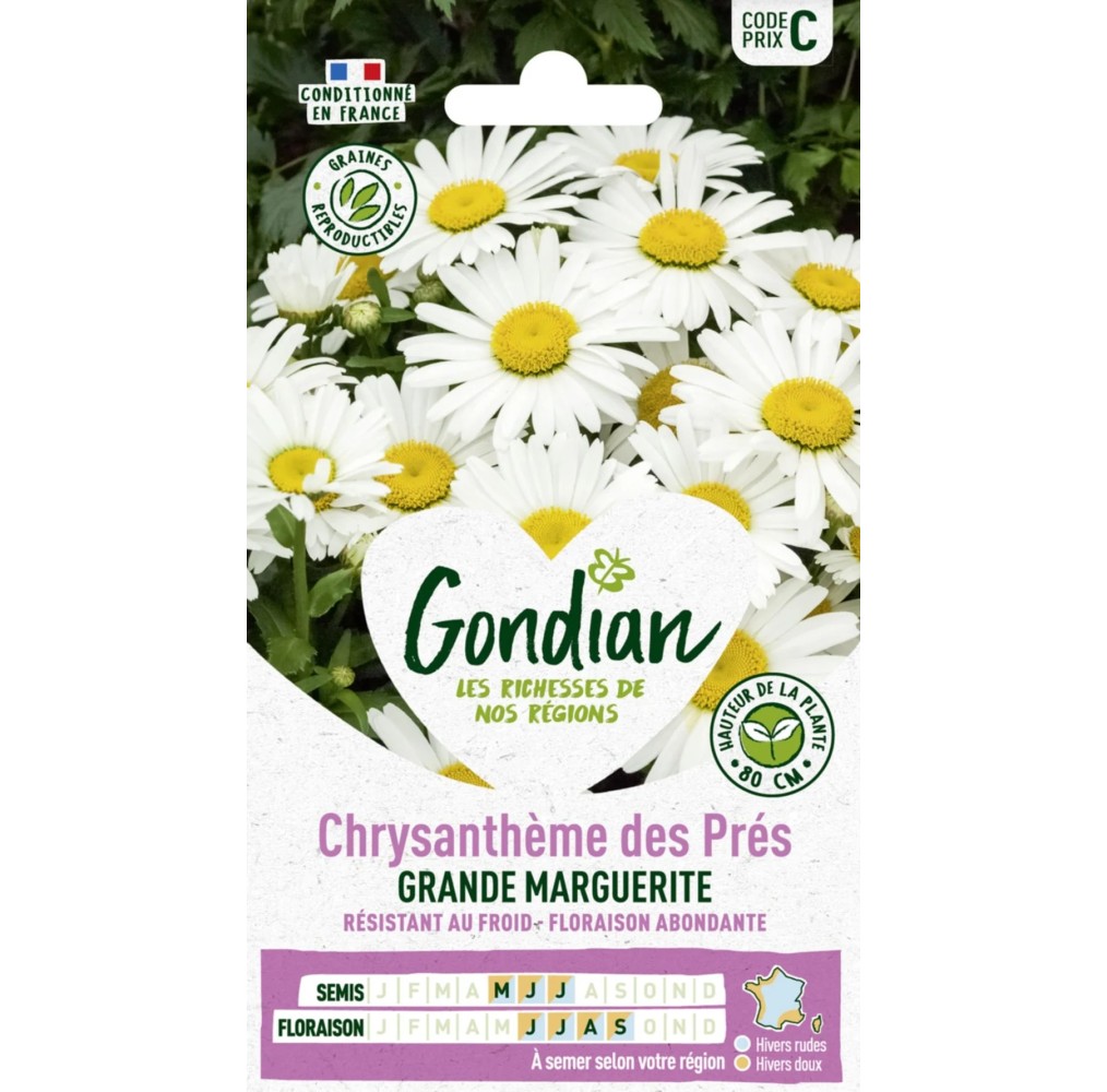 Chrysanthème Marguerite Blanche – Graines Gondian